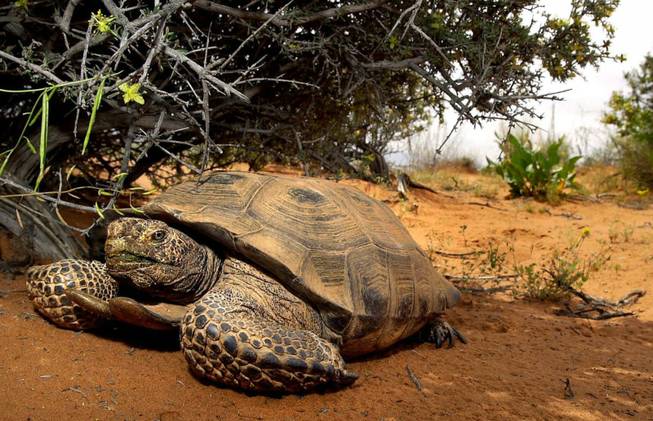 A desert tortoise finds relief from the sun under a bush in the Red Cliffs Desert Reserve north of St. George, Utah, Wednesday, April 18, 2001. 